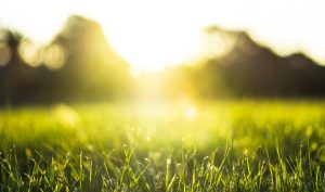 Environmental sustainability and SME's